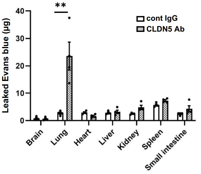 The Miles assay using hCLDN5-KI mice.jpg